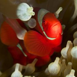 'Red anemonefish' from PNG. Taken with Olympus E-20 in Ti... by Istvan Juhasz 
